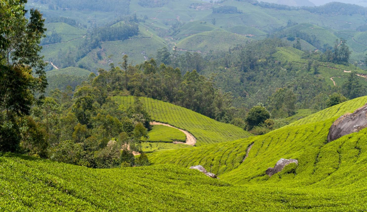 Kerala Trip 4 Nights 5 Days