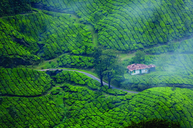 Munnar, Alleppey, and Kochi Tour Package for 4 Nights 5 Days