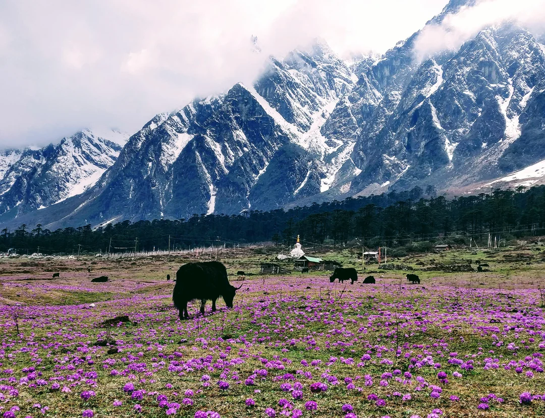 North Sikkim and Darjeeling 7-Night Scenic Adventure with Lakes and Valleys