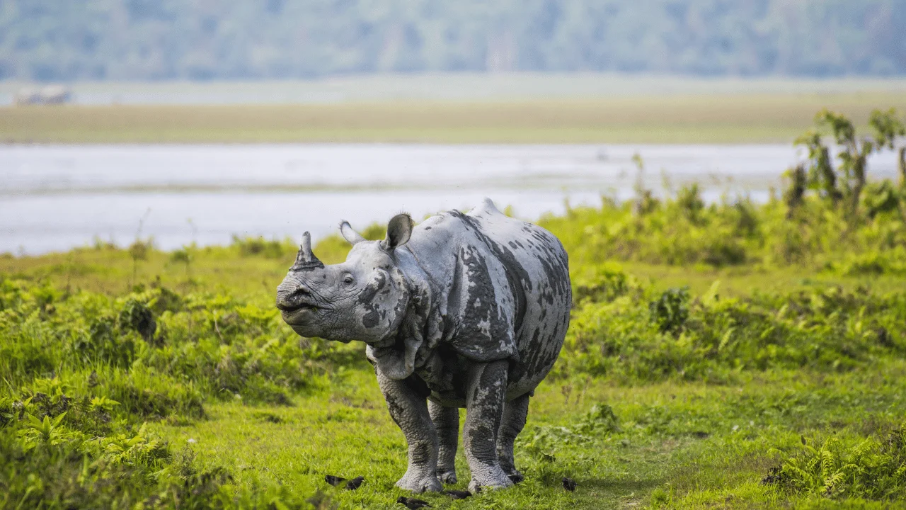 5 Nights 6 Days Guwahati - Assam - Meghalaya Tour