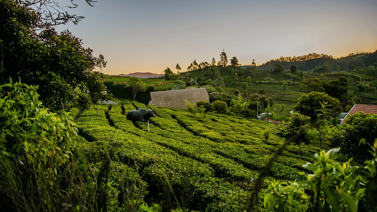 3 Days Ooty Tour Package