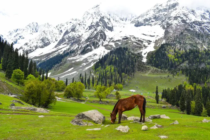 6-Day Scenic Kashmir Tour: Srinagar, Sonmarg, Gulmarg, Pahalgam & Houseboat