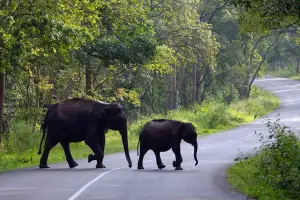 3 Nights 4 Days Wayanad Nature Escape from Bangalore