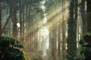 5-Day Mysore, Coorg, Ooty & Coonoor Scenic Tour Adventure