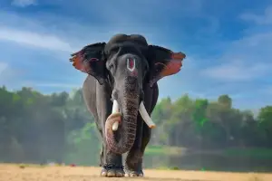 4N 5D Kerala Honeymoon Package