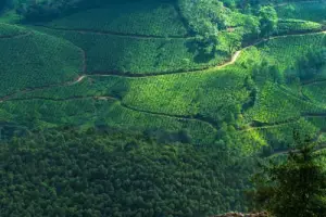 7-Day Kerala Highlights: Munnar, Thekkady, Houseboat, Kovalam, and Trivandrum